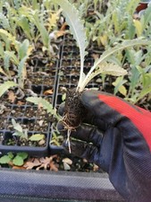 6x Artichoke 'Green Globe' Plug Plants Vegetables Garden