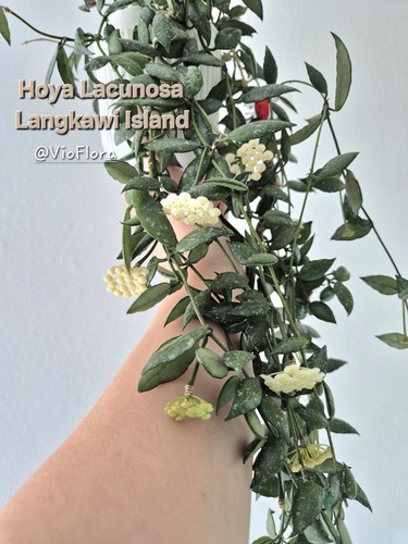 Hoya lacunosa from - hoya, sp.