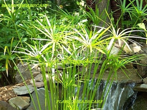 Cyperus umbrella plant - umbrella,
