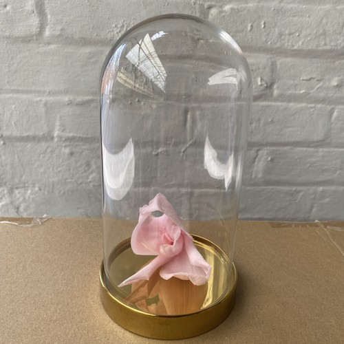 Ikea begavning glass cloche - glass,