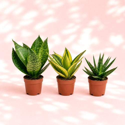 Sansevieria snake plant set - snake,