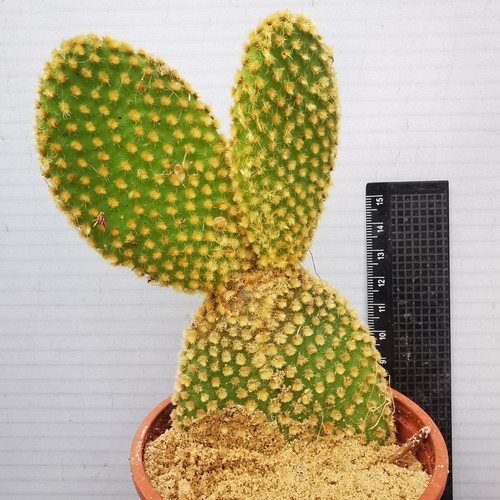 Opuntia microdasys - opuntia,