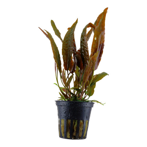 Cryptocoryne usteriana tropica - cryptocoryne,