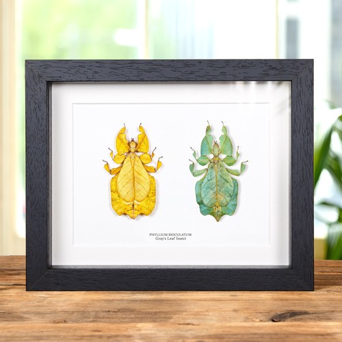 Gray leaf insect yellow - insect, &