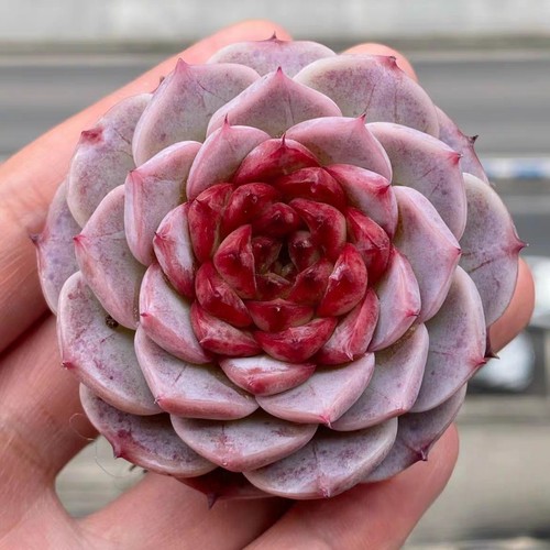 Echeveria red velvet - echeveria, 'red