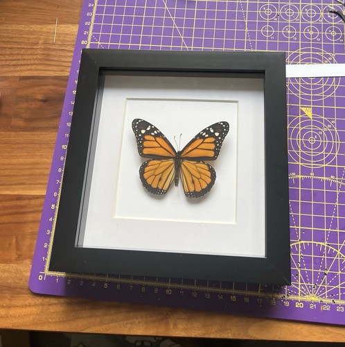 Framed monarch butterfly - monarch,