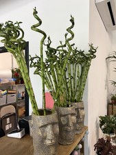 80 cm Lucky Bamboo Canes Beautiful, Easy to Grow Indoor Plant for Home & Office
