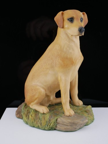Labrador retriever from the - labrador,