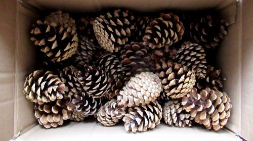Natural pine cones mixed - 70,