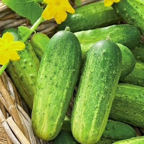 Cucumber plug plants - x4,