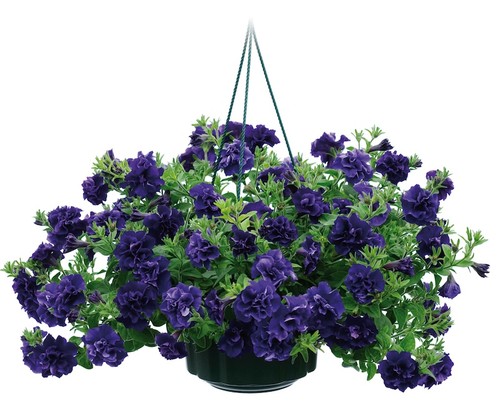 Petunia tumbelina belinda - petunia, 6