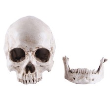 Realistic Human Skull Replica