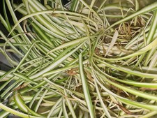 Spider Plant Babbies Cuttings