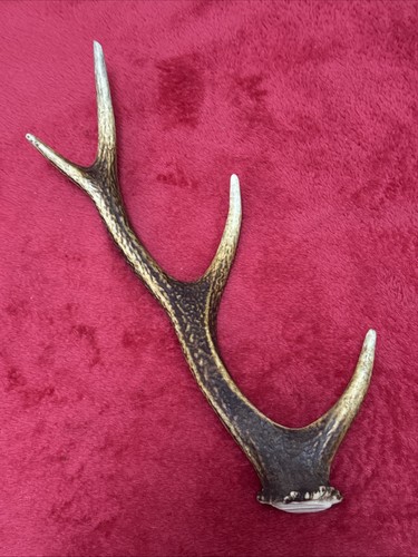 Sika deer antler - sika, 181g