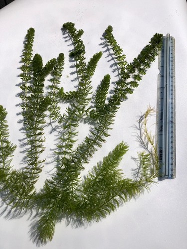 70g hornwort pond and - 70g,