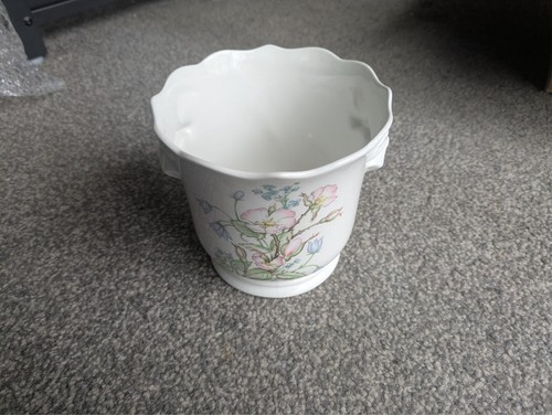 Royal norfolk floral plant - royal, pot