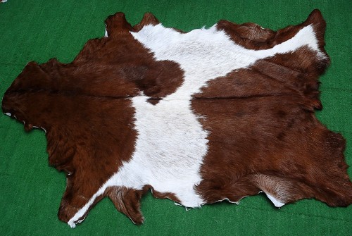 New goat hide - hide, area