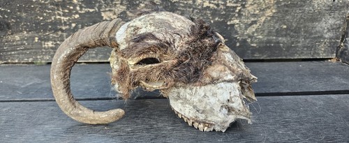Sheep skull taxidermy art - skull,