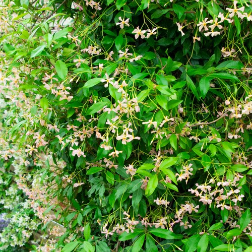 Trachelospermum pink showers - trachelospermum,