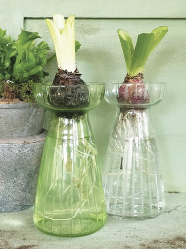 Hyacinth bulb forcing - hyacinth, glass