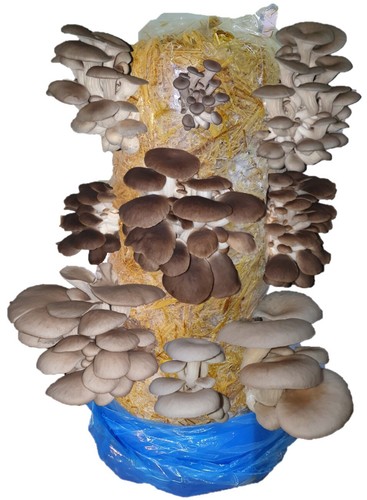 Mushroom grow kit hobby - grow,