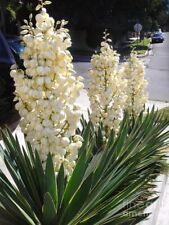 Adams Needle  (Yucca