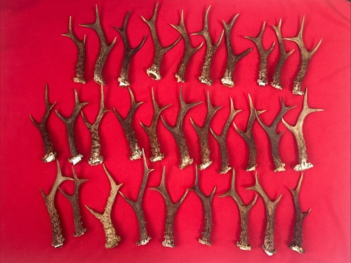 Pieces roe deer - of,