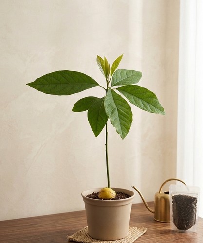 Avocado tree plant healthy - avocado,
