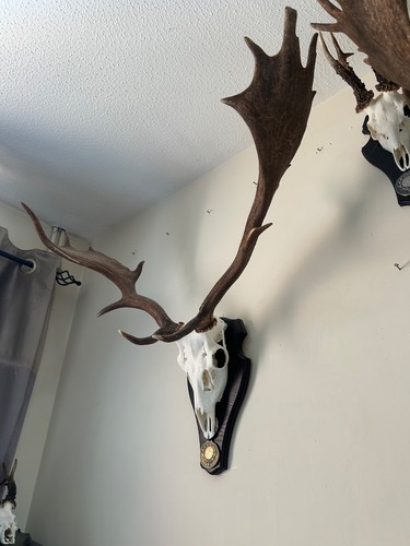 Fallow deer buck skull and - fallow,