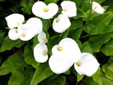 ZANTEDESCHIA AETHIOPICA WHITE