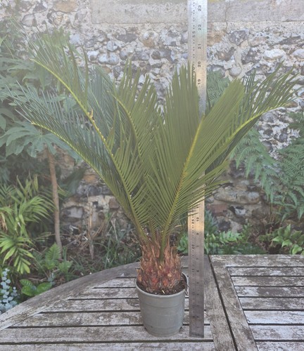 Cycas revoluta sago palm 12cm - cycas,