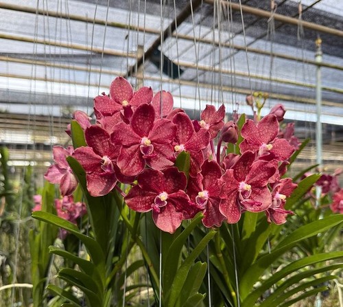 Rare vanda suwannaphum - rare,