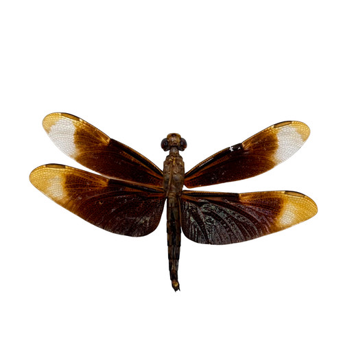 Fulvous forest skimmer - fulvous,