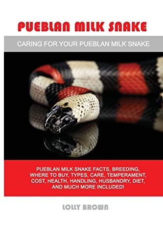 Pueblan milk snake - milk, snake: