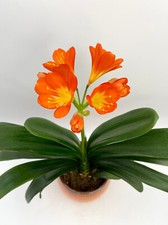 Tropical Clivia miniata, 13cm pot, cheerful orange plant