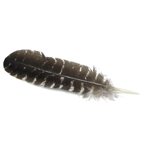 Barred imitation eagle - barred,