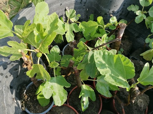 Hardy fig tree ficus carica - 1,