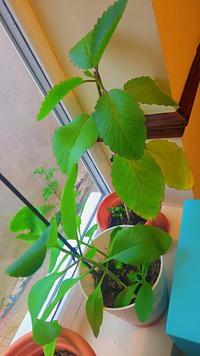 Leaf life miracle - of, life,