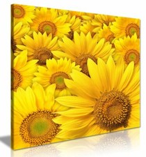 Yellow Sunflower Canvas Wall Art Picture Print