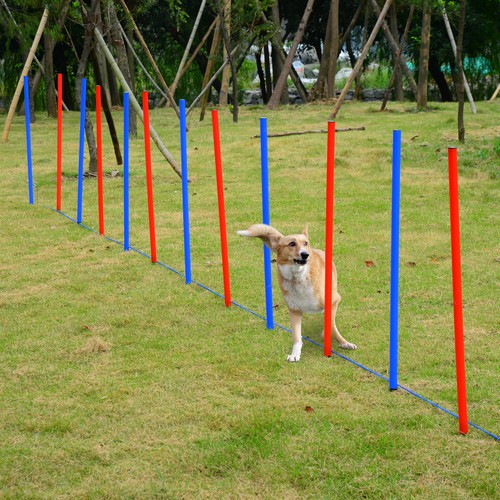 Dog agility training - dog, equipment