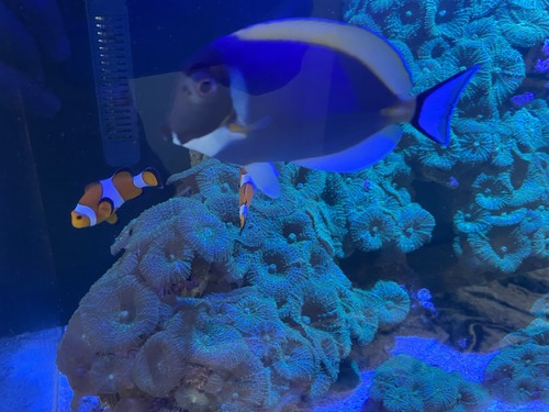 Custom marine tank full - full, up