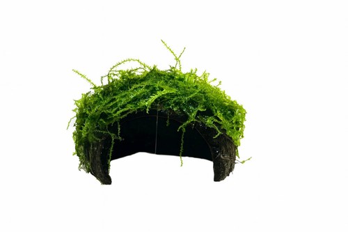 Java moss coconut cave - java,