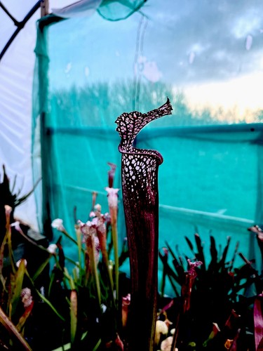 Sarracenia leucophylla dark - leucophylla,