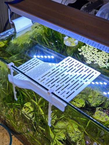 Turtle basking platform - turtle,