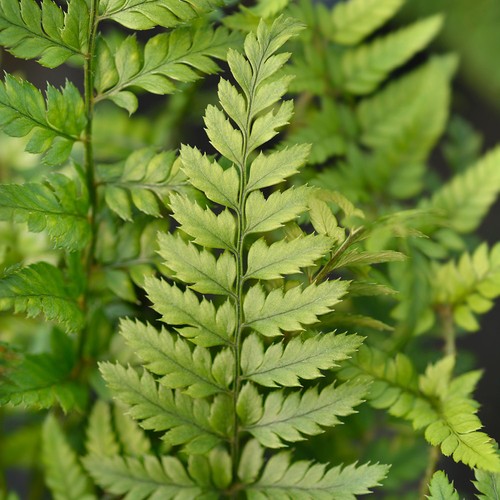 Evergreen fern korean - evergreen,