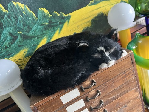 Able seaman simon - seaman, cat