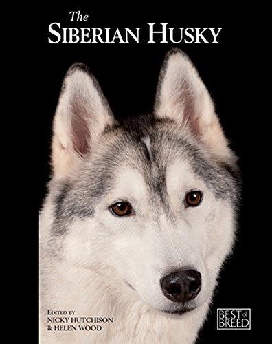 Siberian husky best breed - siberian, of