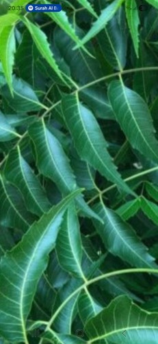 NEEM-MARGOS,AZADIRACHTA