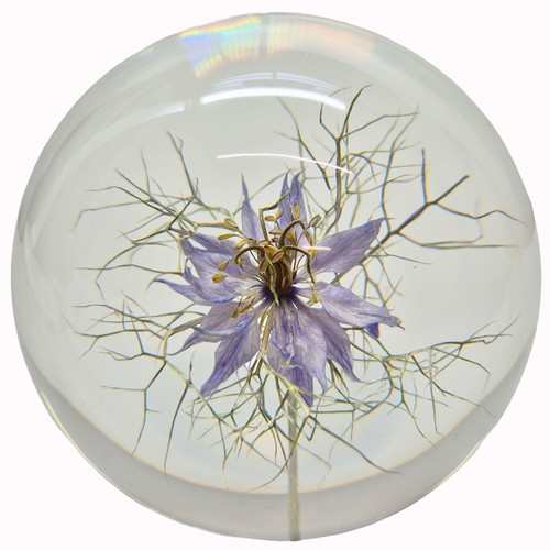 Large nigella paperweight made - nigella,