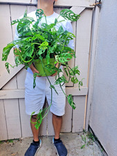 Monstera adansonii Swiss